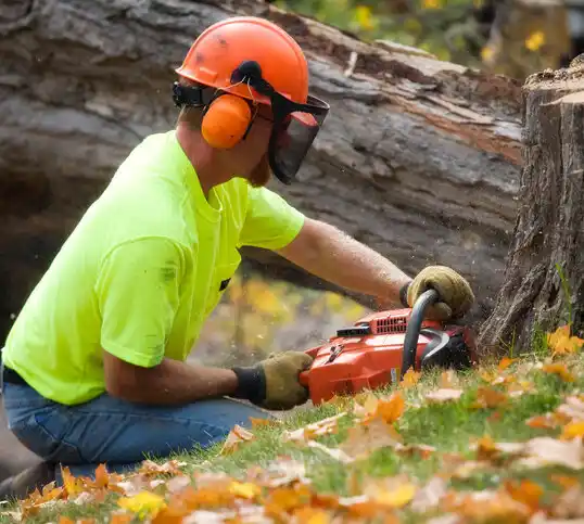 tree services Terryville